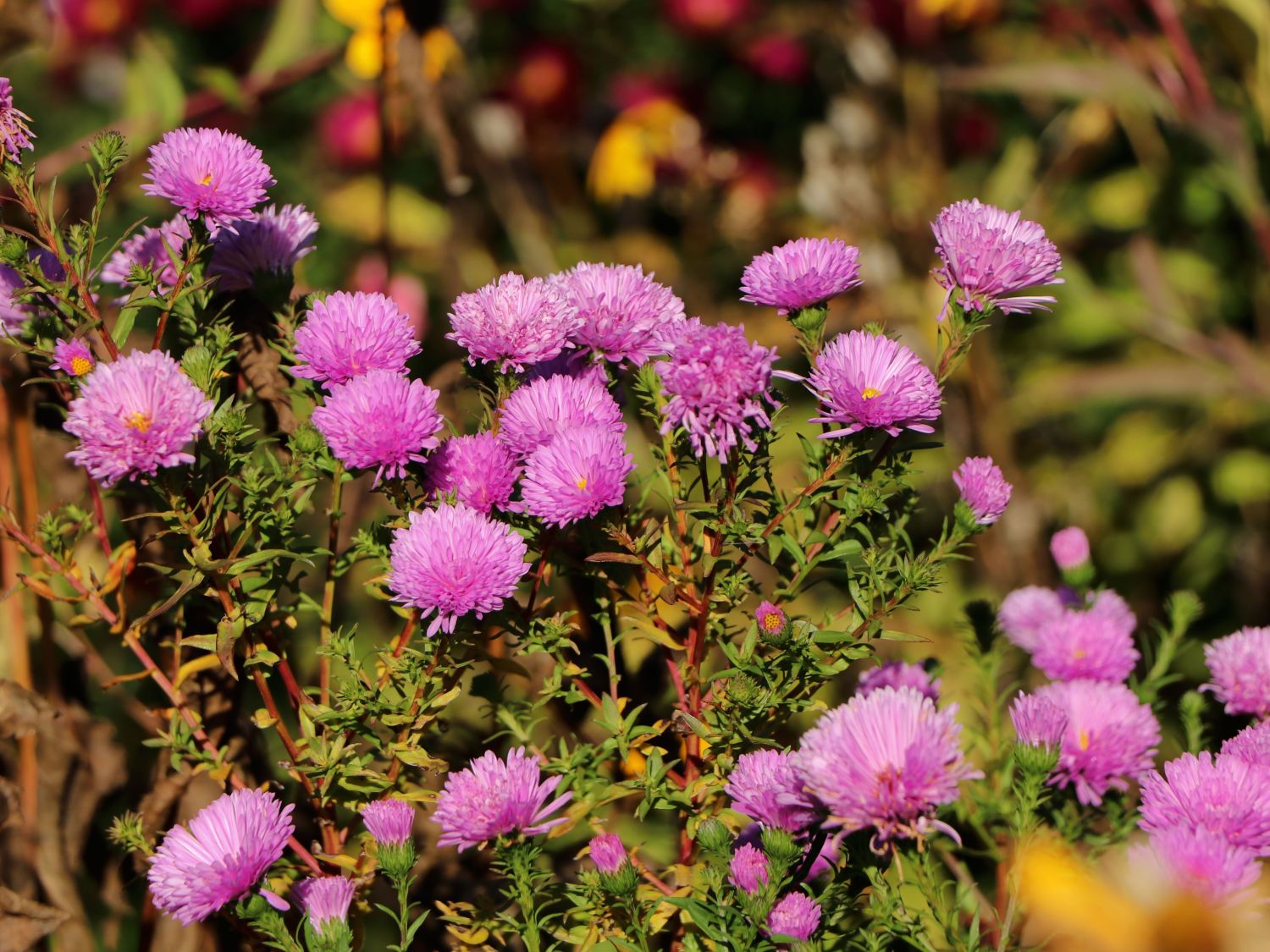 Glattblatt-Aster 'Patricia Ballard'