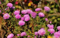 Glattblatt-Aster 'Patricia Ballard'