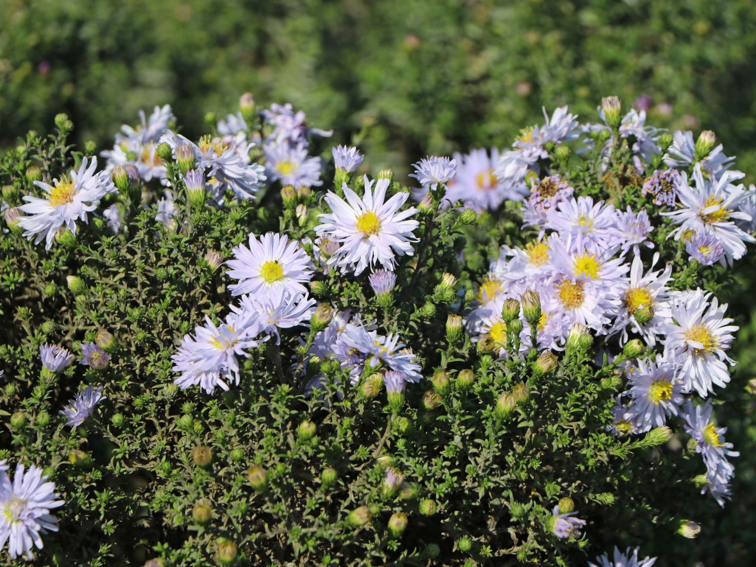 Glattblatt-Aster 'Porzellan'