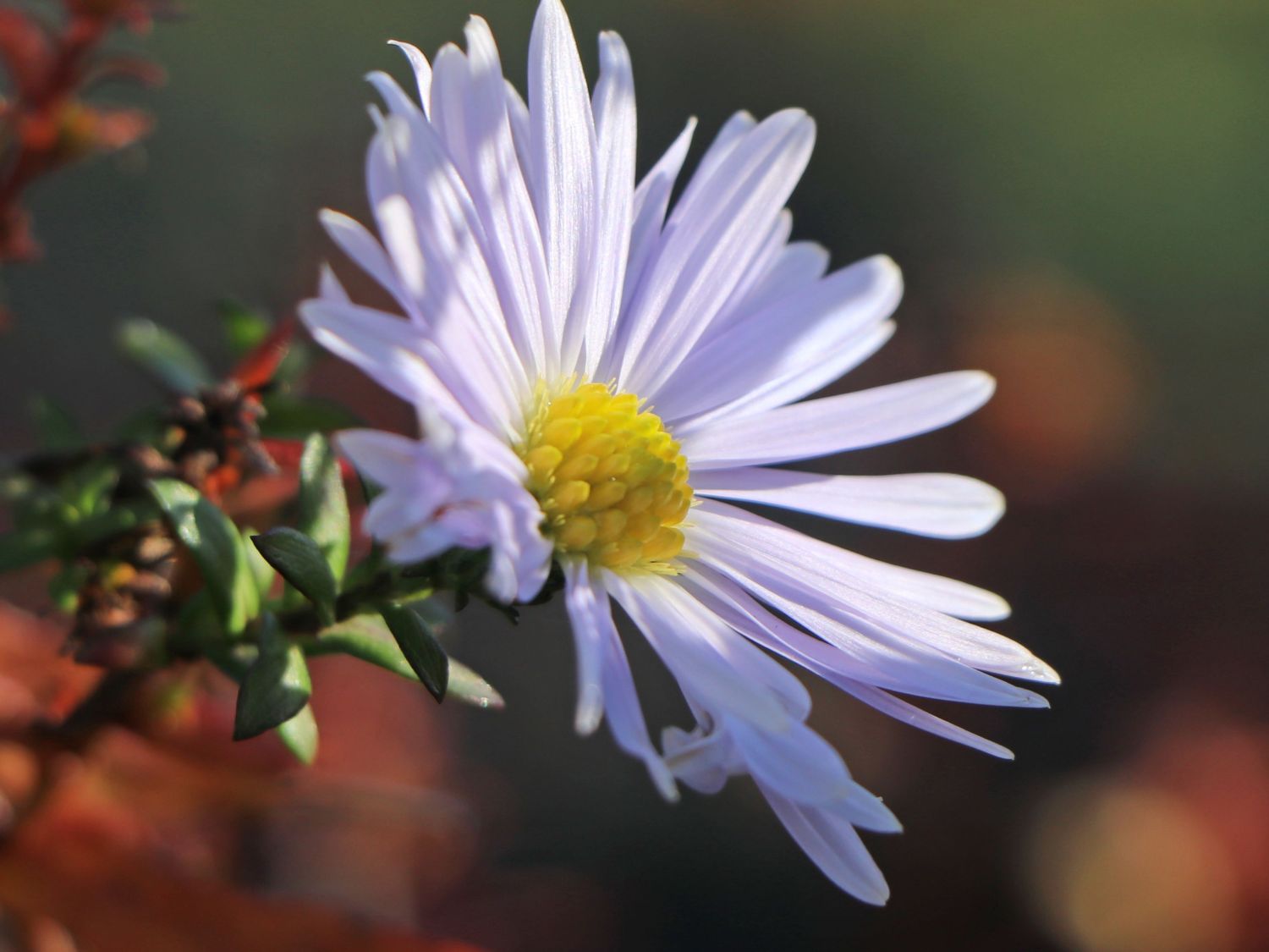 Glattblatt-Aster 'Porzellan' - Aster novi-belgii 'Porzellan'