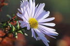 Glattblatt-Aster 'Porzellan' - Aster novi-belgii 'Porzellan'