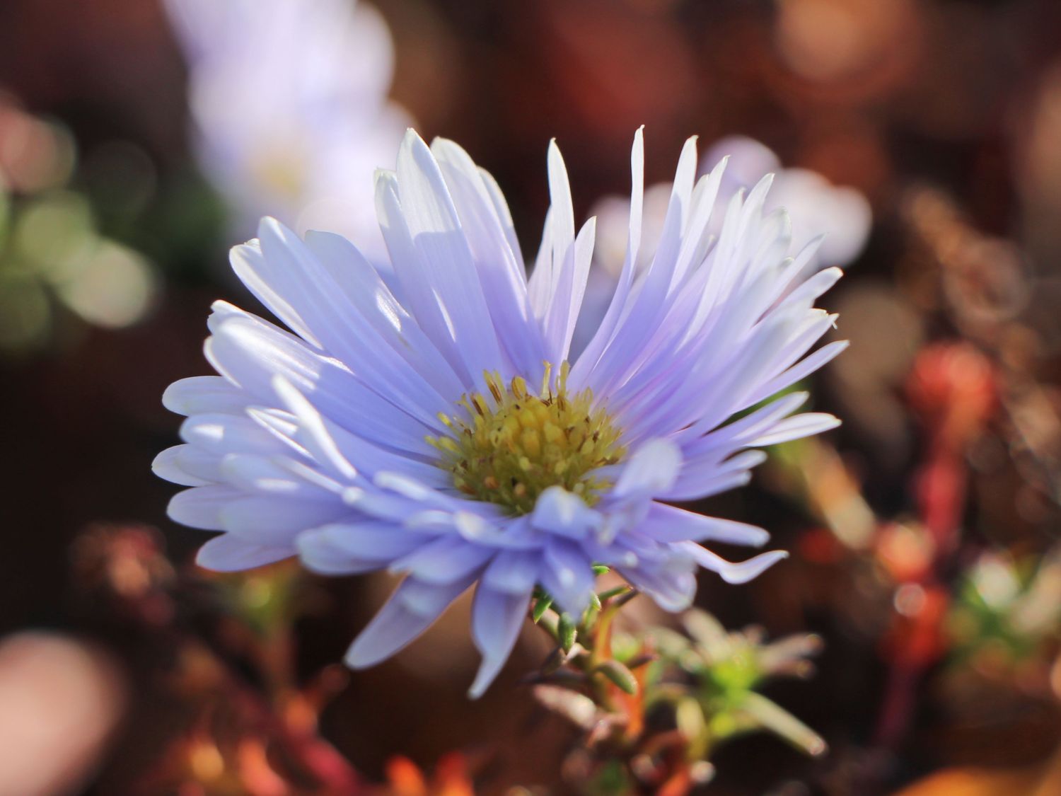 Glattblatt-Aster 'Porzellan' - Aster novi-belgii 'Porzellan'