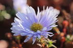Glattblatt-Aster 'Porzellan' - Aster novi-belgii 'Porzellan'