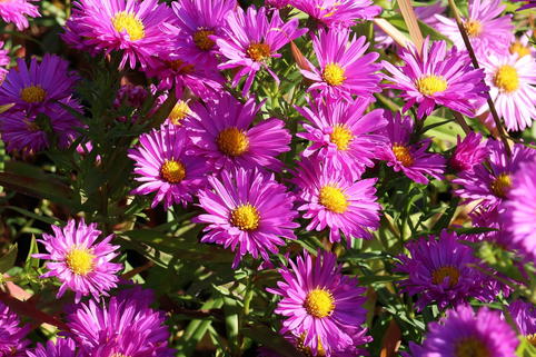 Glattblatt-Aster 'Rosaperle' - Aster novi-belgii 'Rosaperle'