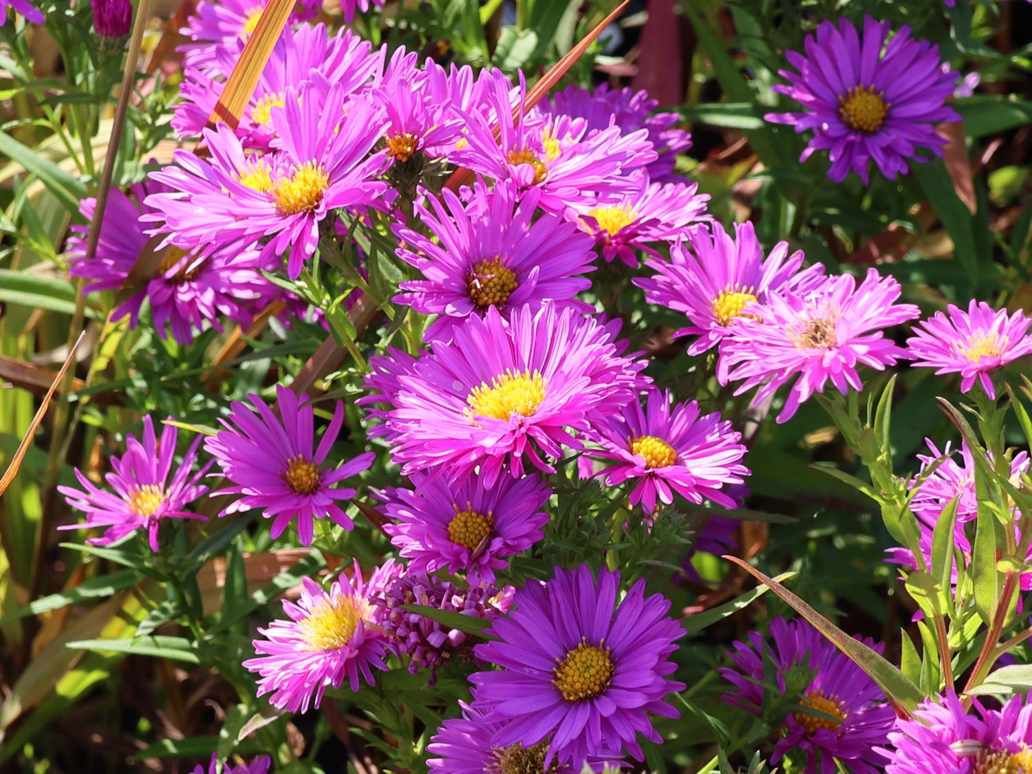 Glattblatt-Aster 'Rosaperle' - Aster novi-belgii 'Rosaperle'