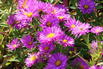 Glattblatt-Aster 'Rosaperle' - Aster novi-belgii 'Rosaperle'