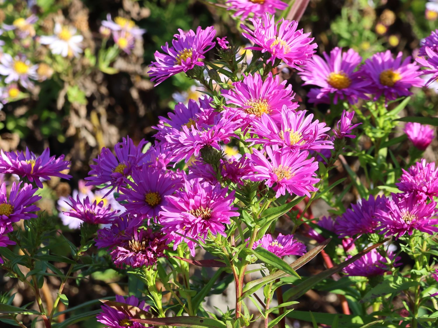 Glattblatt-Aster 'Rosaperle' - Aster novi-belgii 'Rosaperle'