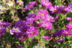 Glattblatt-Aster 'Rosaperle' - Aster novi-belgii 'Rosaperle'