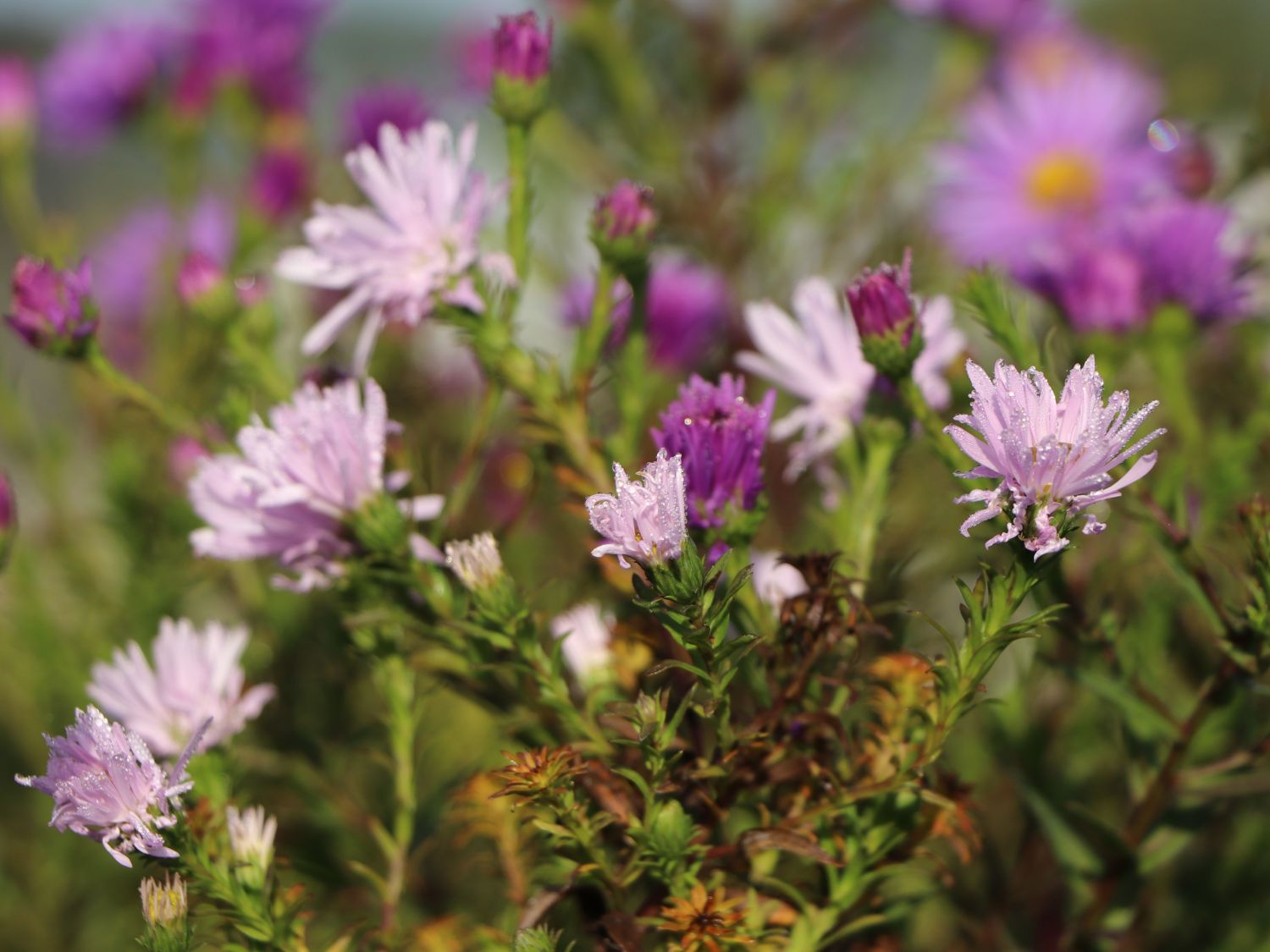 Glattblatt-Aster 'Rosenquarz'