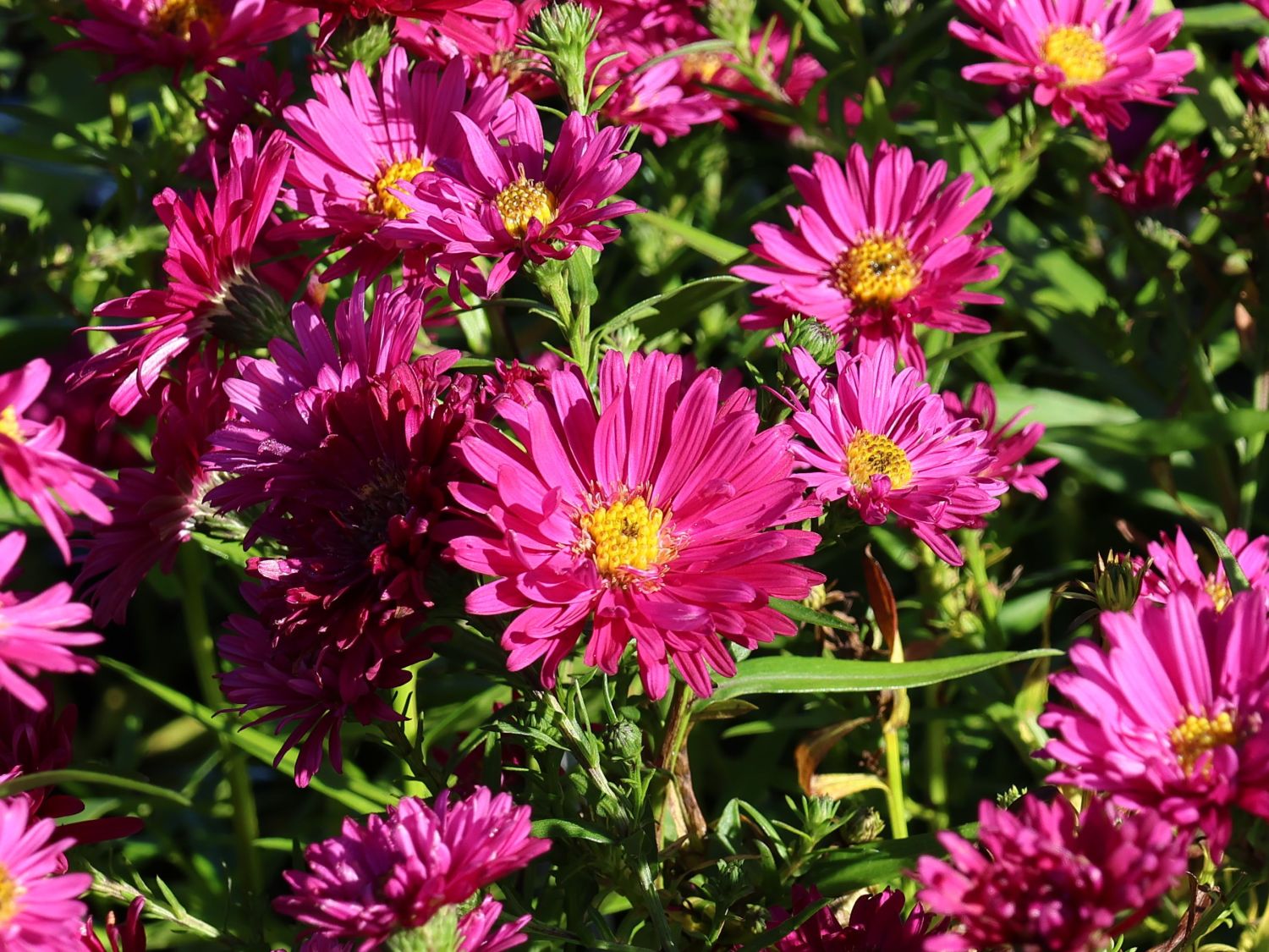 Glattblatt-Aster 'Royal Ruby'