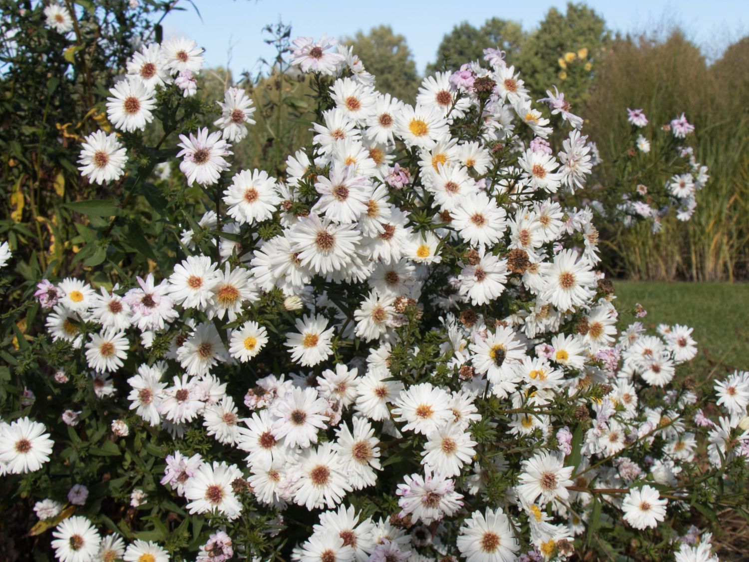 Glattblatt-Aster 'Schneekuppe'