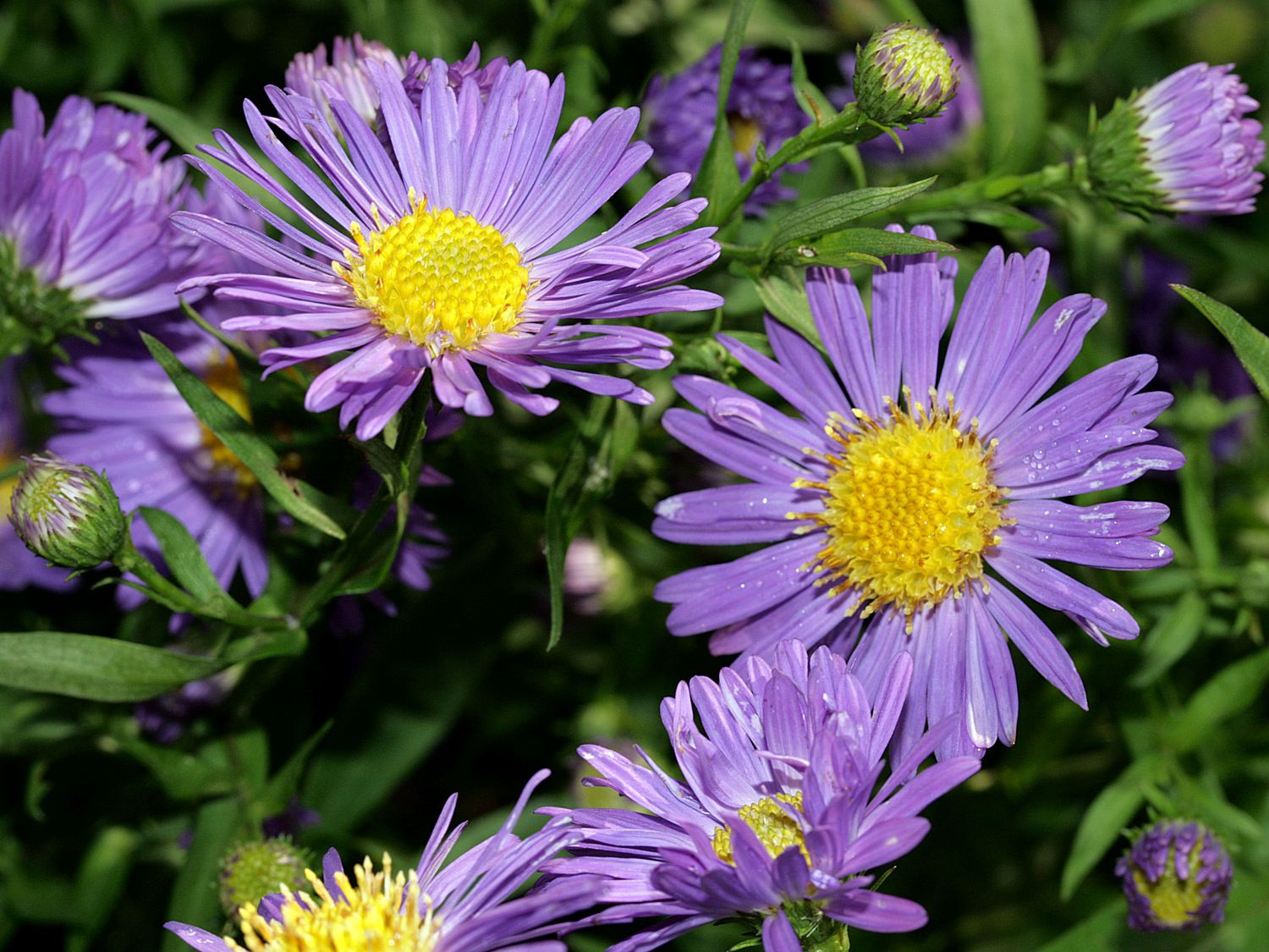 Glattblatt-Aster 'Schöne von Dietlikon'