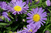 Glattblatt-Aster 'Schöne von Dietlikon'