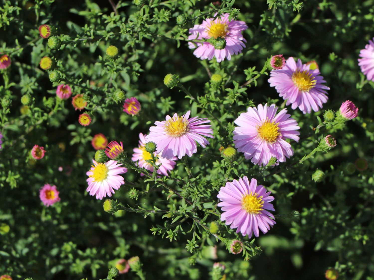 Glattblatt-Aster 'Strawberry and Cream'