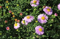 Glattblatt-Aster 'Strawberry and Cream'