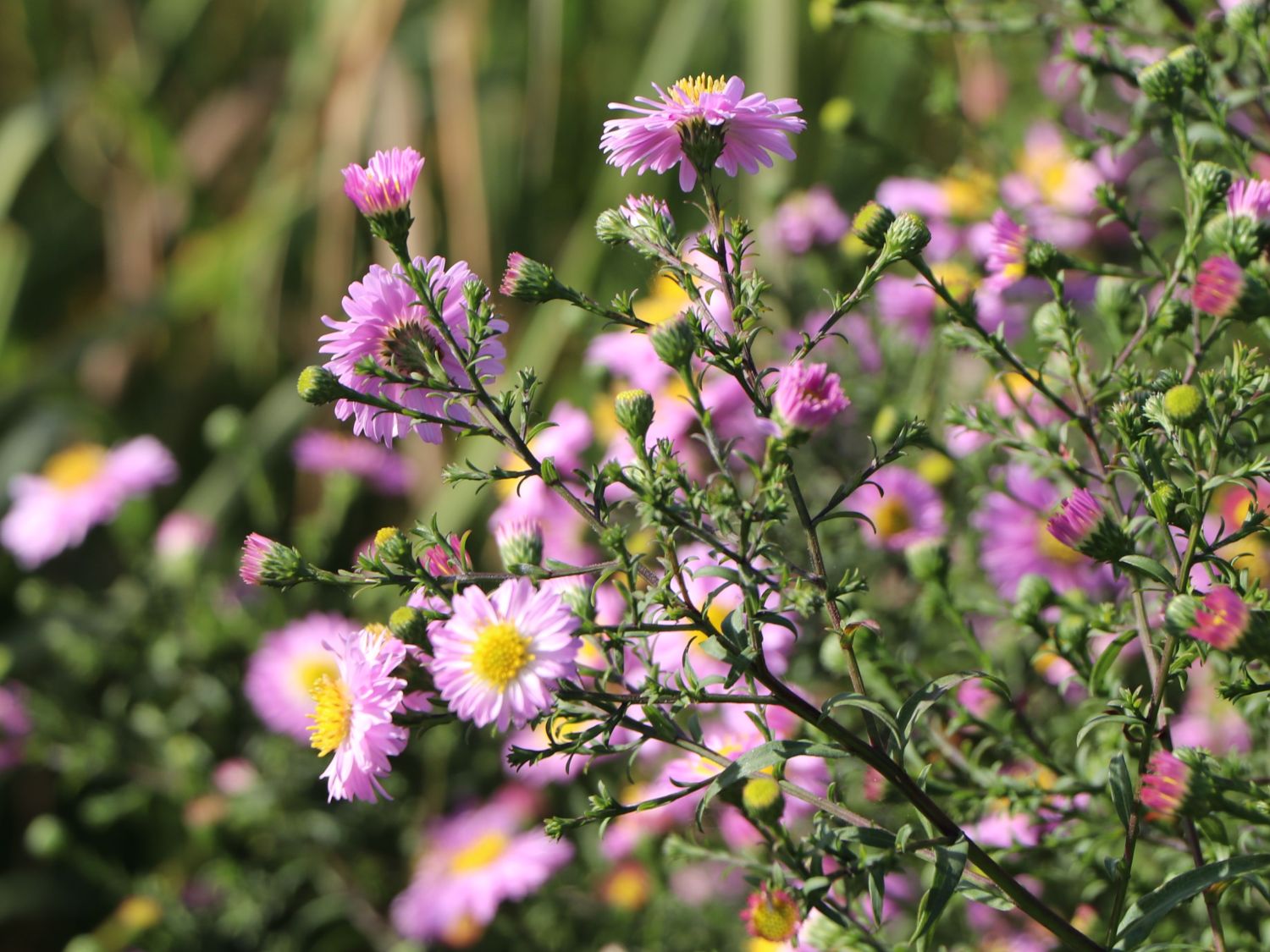 Glattblatt-Aster 'Strawberry and Cream' - Aster novi-belgii 'Strawberry and Cream'