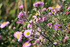 Glattblatt-Aster 'Strawberry and Cream' - Aster novi-belgii 'Strawberry and Cream'