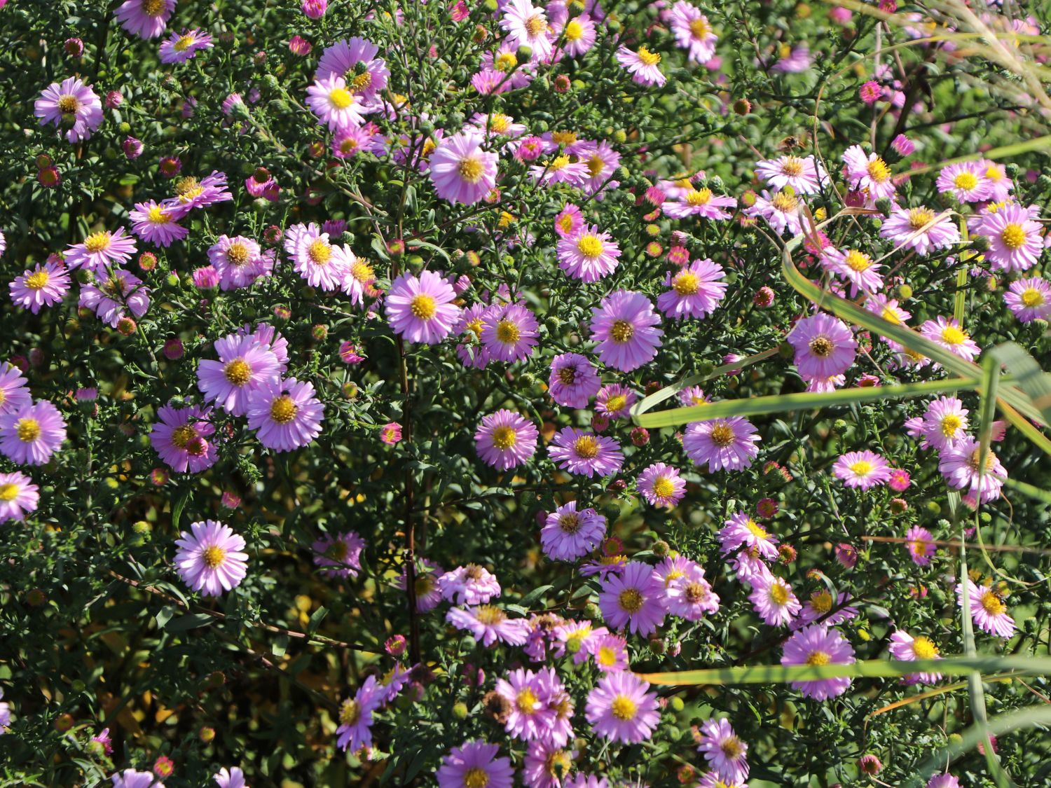 Glattblatt-Aster 'Strawberry and Cream' - Aster novi-belgii 'Strawberry and Cream'