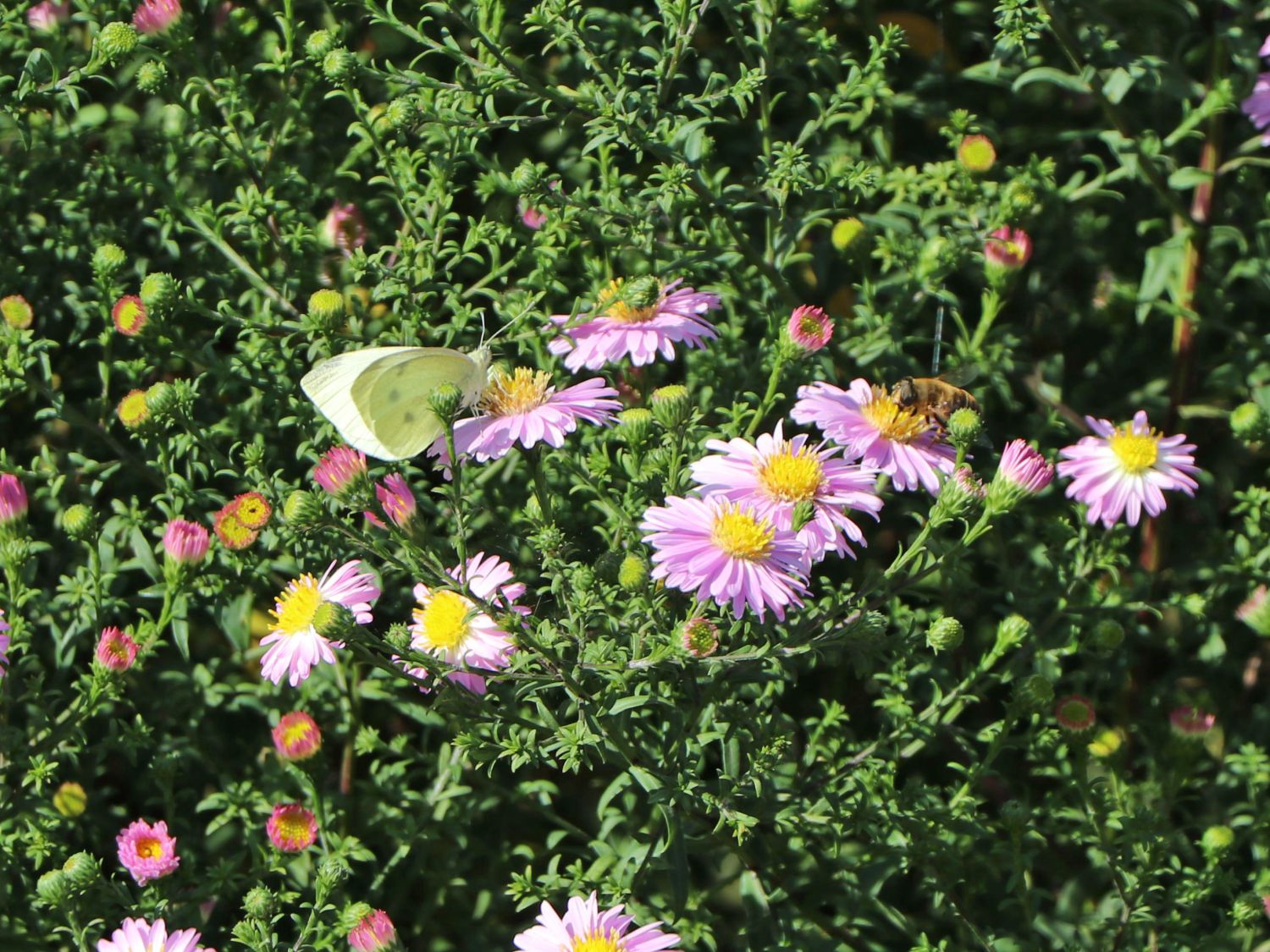 Glattblatt-Aster 'Strawberry and Cream' - Aster novi-belgii 'Strawberry and Cream'