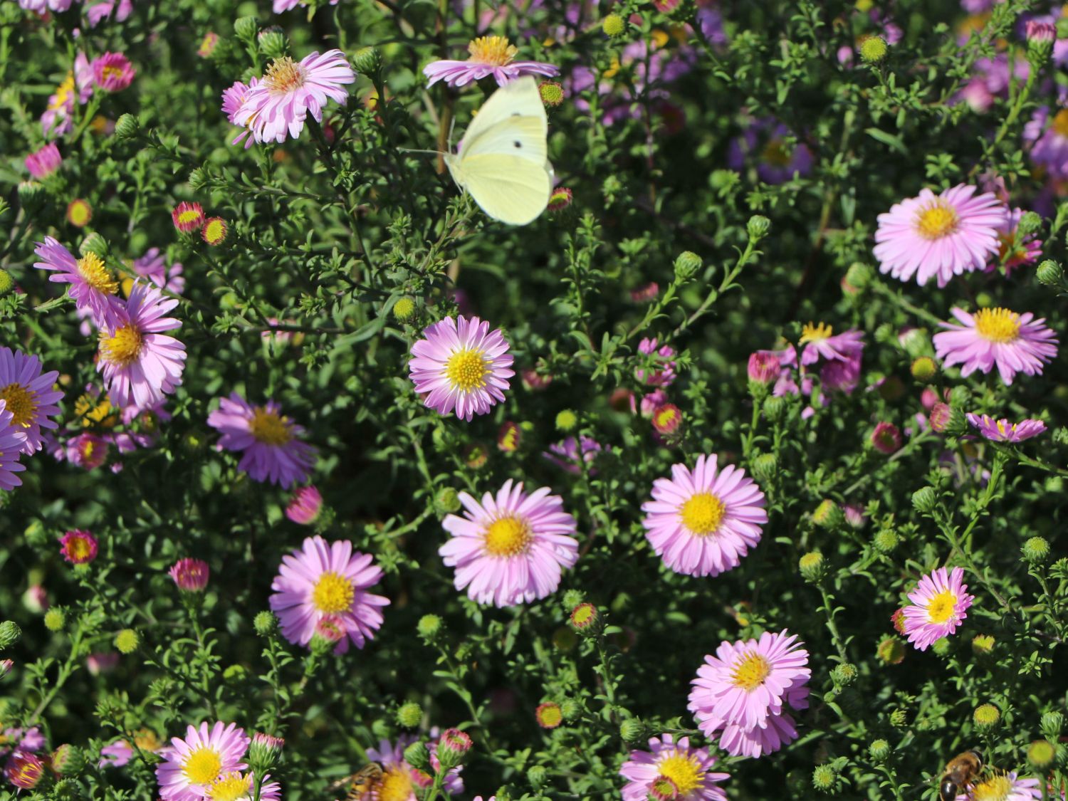 Glattblatt-Aster 'Strawberry and Cream' - Aster novi-belgii 'Strawberry and Cream'