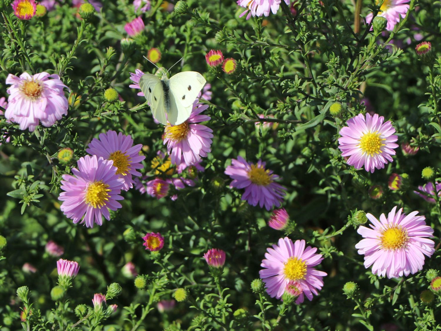 Glattblatt-Aster 'Strawberry and Cream' - Aster novi-belgii 'Strawberry and Cream'