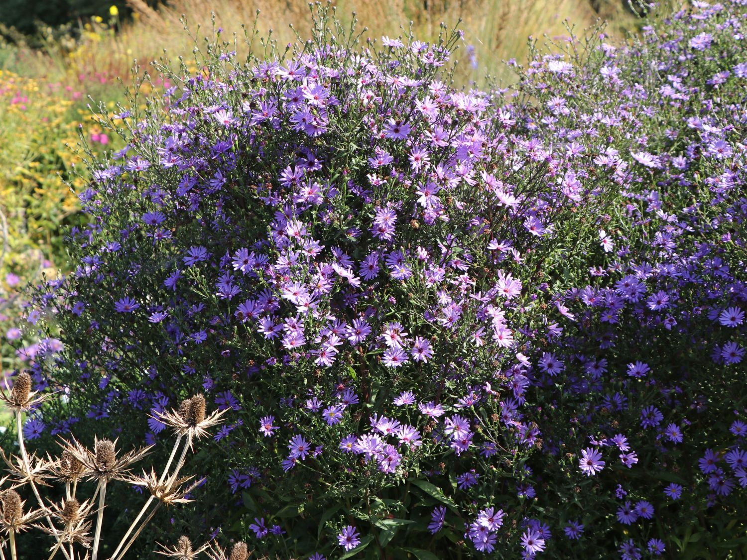 Glattblatt-Aster 'Treffpunkt'
