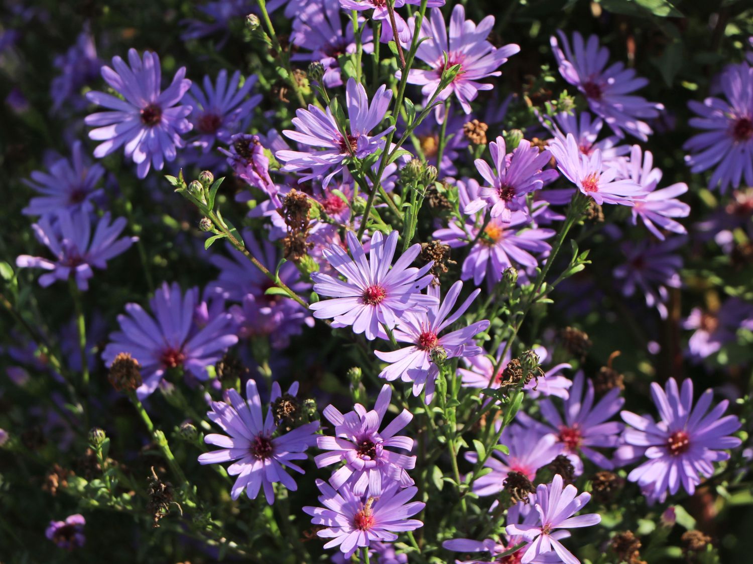 Glattblatt-Aster 'Treffpunkt' - Aster novi-belgii 'Treffpunkt'