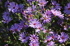 Glattblatt-Aster 'Treffpunkt' - Aster novi-belgii 'Treffpunkt'
