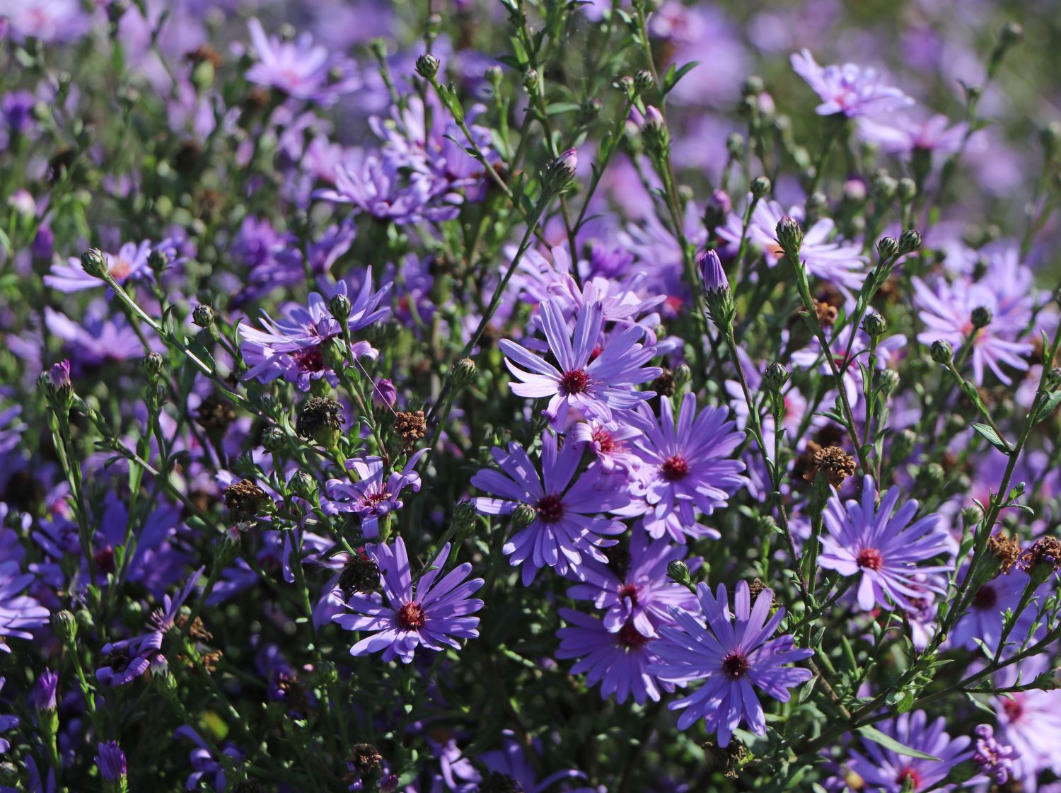 Glattblatt-Aster 'Treffpunkt' - Aster novi-belgii 'Treffpunkt'