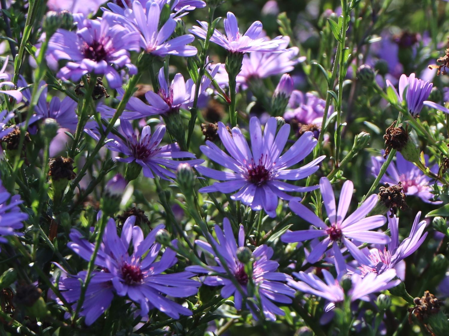 Glattblatt-Aster 'Treffpunkt' - Aster novi-belgii 'Treffpunkt'