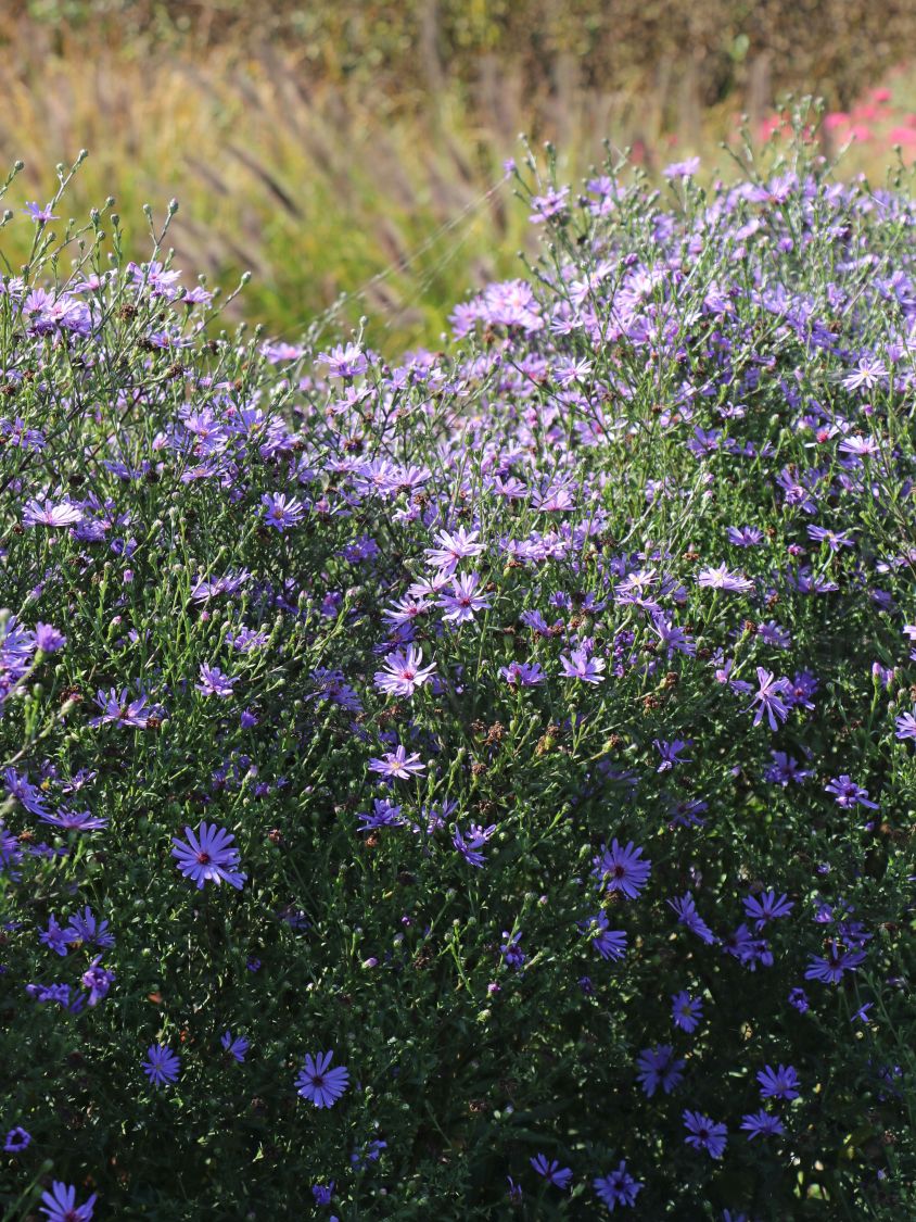 Glattblatt-Aster 'Treffpunkt' - Aster novi-belgii 'Treffpunkt'