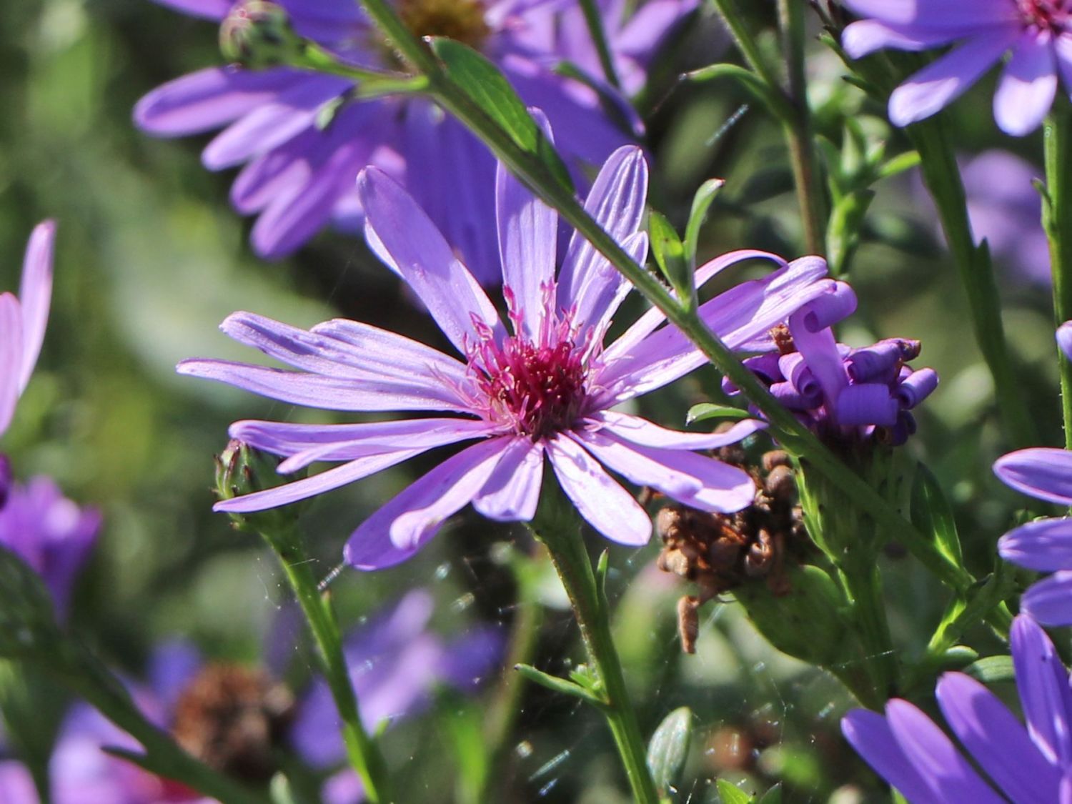 Glattblatt-Aster 'Treffpunkt' - Aster novi-belgii 'Treffpunkt'