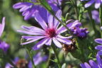 Glattblatt-Aster 'Treffpunkt' - Aster novi-belgii 'Treffpunkt'