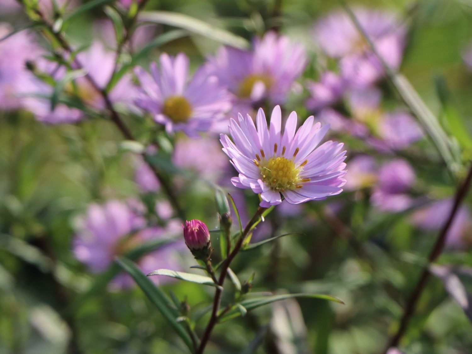 Glattblatt-Aster 'Vasterival' - Aster novi-belgii 'Vasterival'