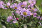 Glattblatt-Aster 'Vasterival' - Aster novi-belgii 'Vasterival'
