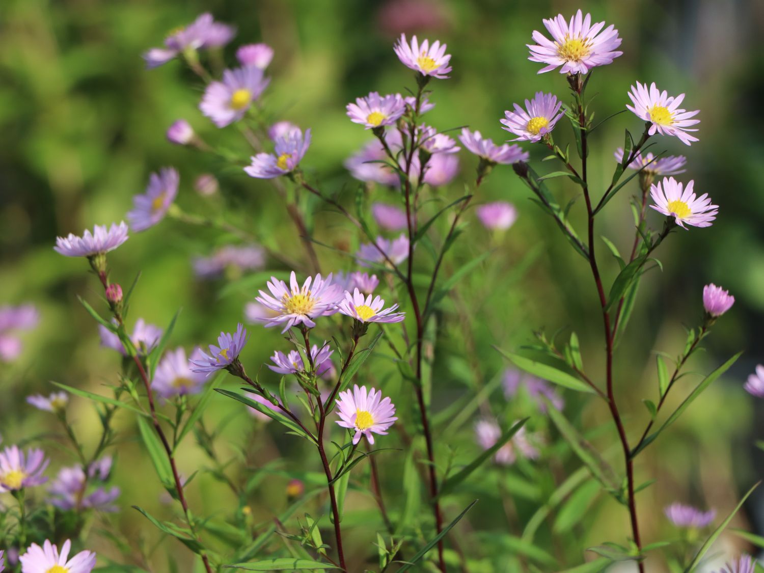 Glattblatt-Aster 'Vasterival' - Aster novi-belgii 'Vasterival'