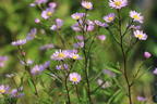 Glattblatt-Aster 'Vasterival' - Aster novi-belgii 'Vasterival'