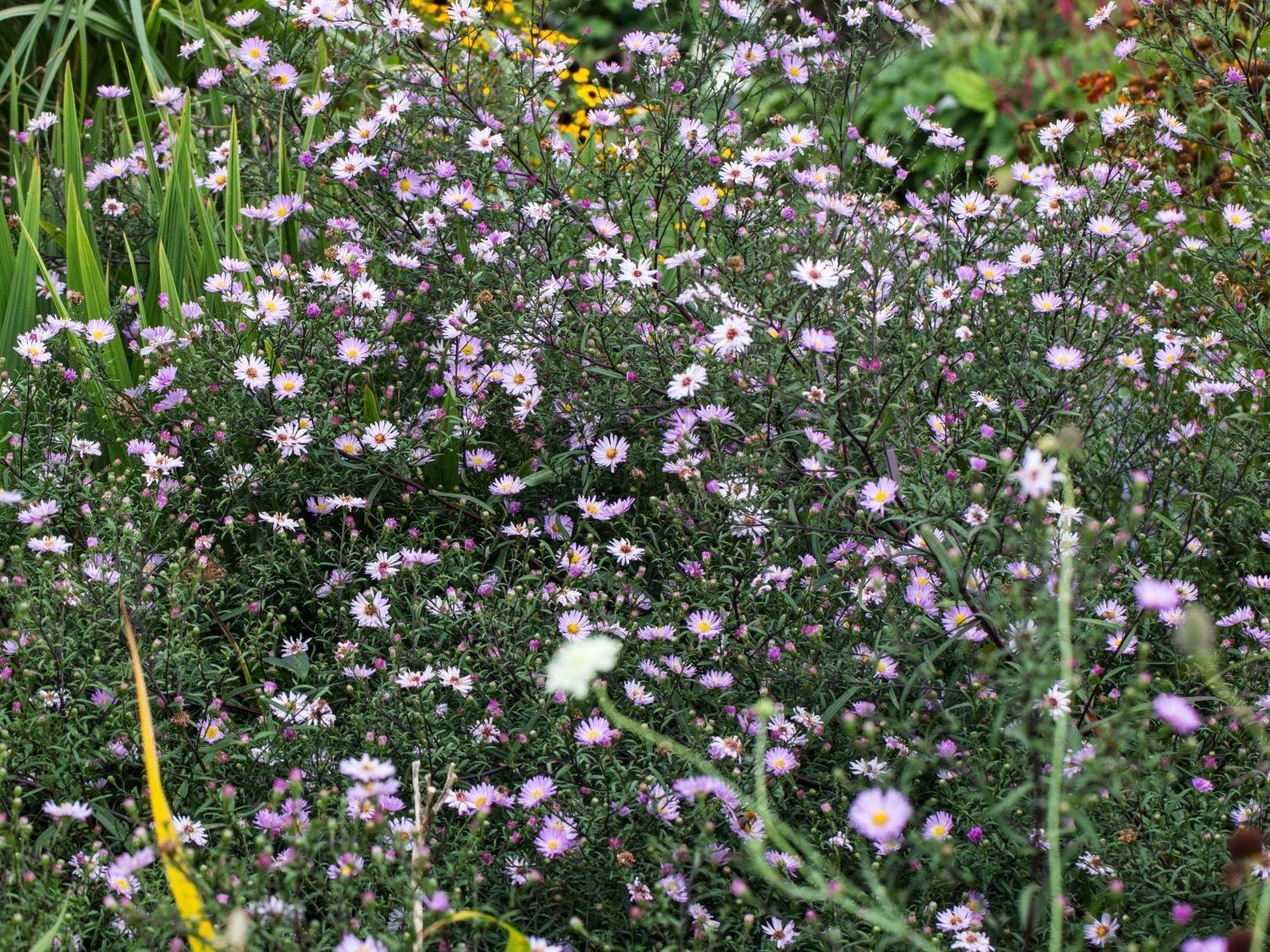 Glattblatt-Aster 'Vasterival' - Aster novi-belgii 'Vasterival'
