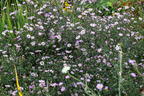 Glattblatt-Aster 'Vasterival' - Aster novi-belgii 'Vasterival'