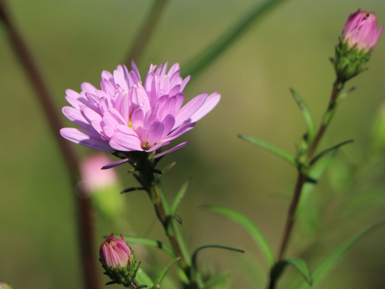 Glattblatt-Aster 'Vasterival' - Aster novi-belgii 'Vasterival'