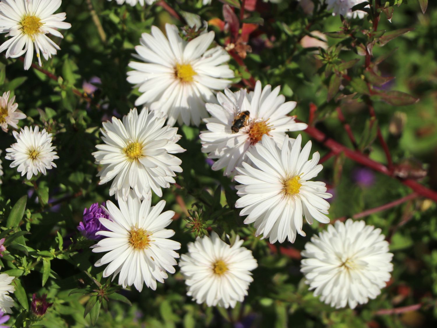 Glattblatt-Aster 'White Ladies'