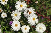 Glattblatt-Aster 'White Ladies'