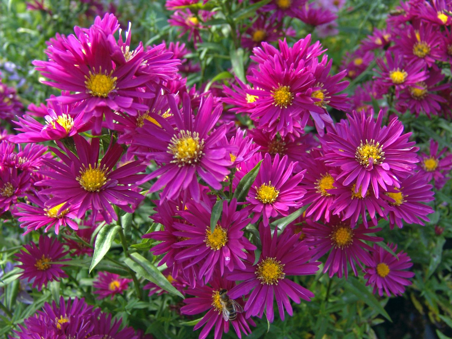 Glattblatt-Aster 'Winston Churchill'
