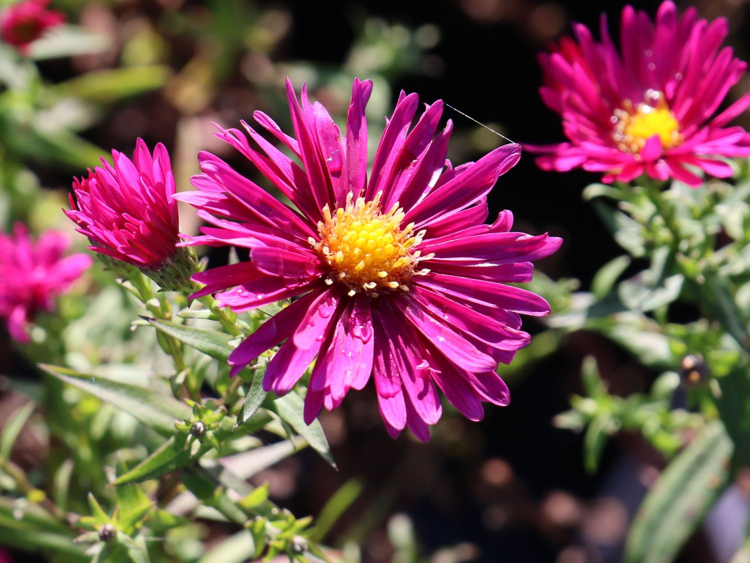 Glattblatt-Aster 'Winston Churchill' - Aster novi-belgii 'Winston Churchill'