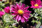 Glattblatt-Aster 'Winston Churchill' - Aster novi-belgii 'Winston Churchill'