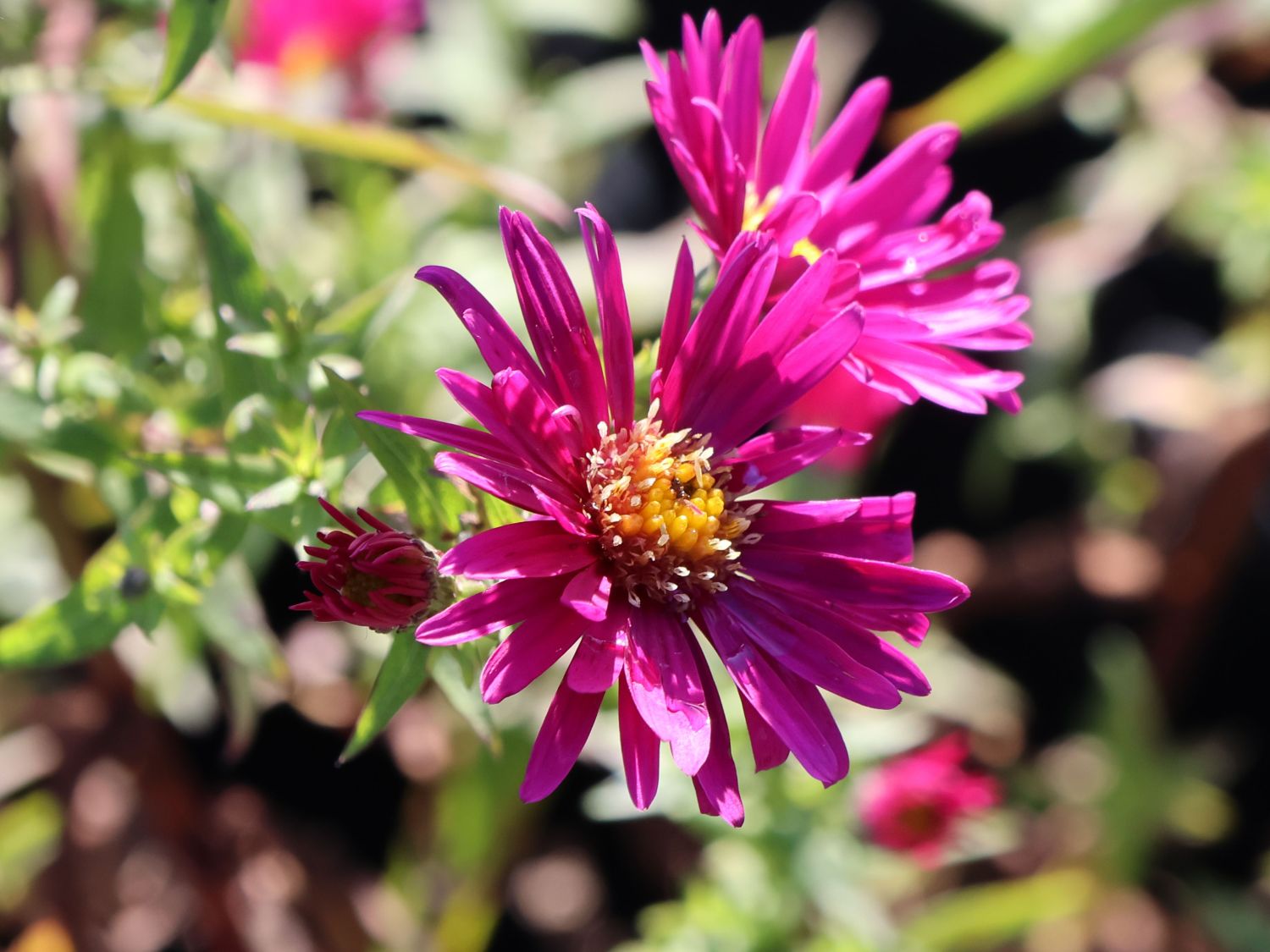 Glattblatt-Aster 'Winston Churchill' - Aster novi-belgii 'Winston Churchill'