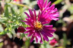 Glattblatt-Aster 'Winston Churchill' - Aster novi-belgii 'Winston Churchill'
