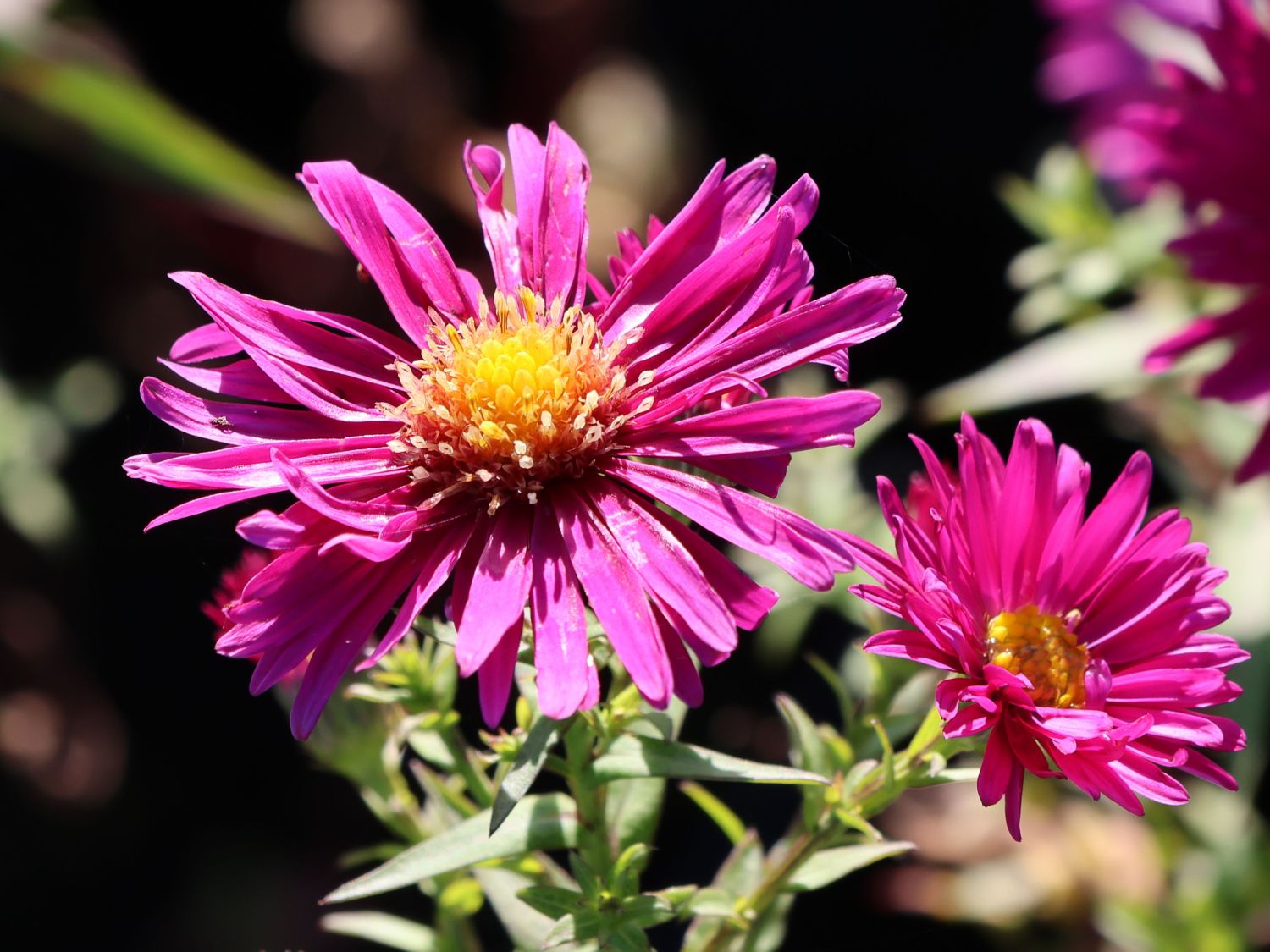 Glattblatt-Aster 'Winston Churchill' - Aster novi-belgii 'Winston Churchill'