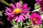 Glattblatt-Aster 'Winston Churchill' - Aster novi-belgii 'Winston Churchill'