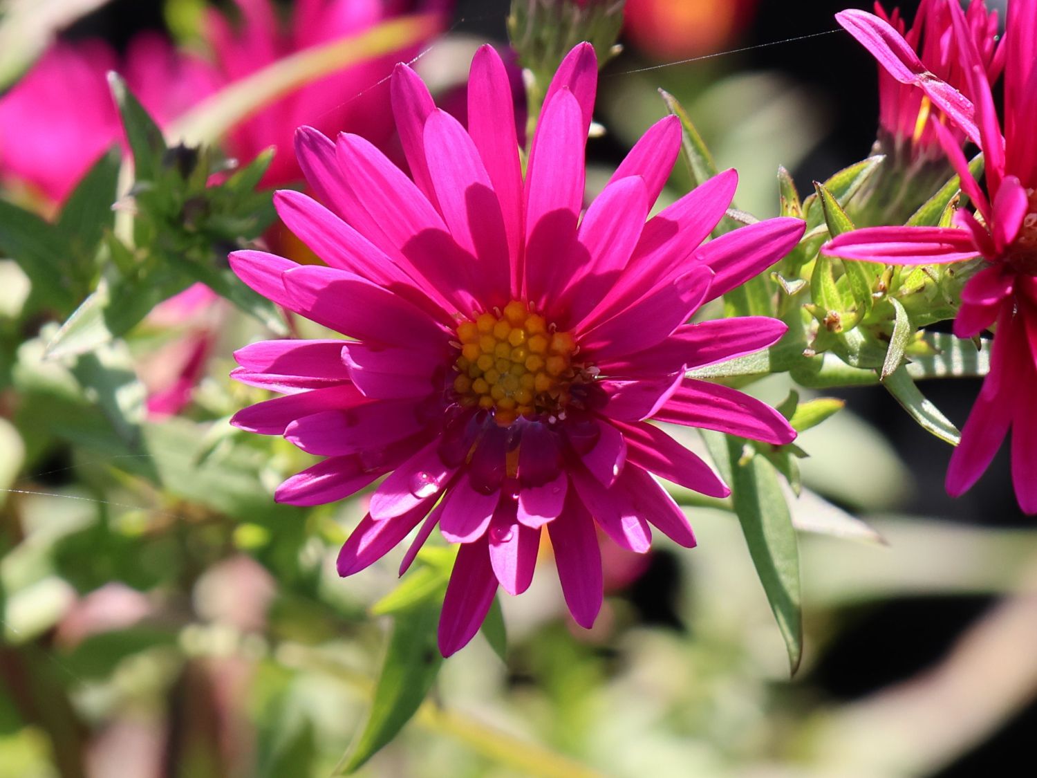 Glattblatt-Aster 'Winston Churchill' - Aster novi-belgii 'Winston Churchill'